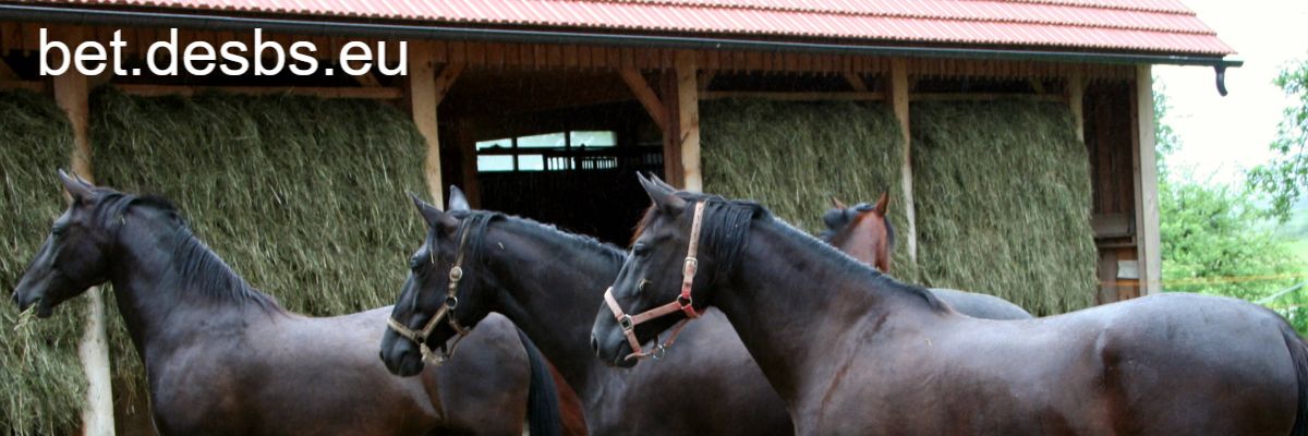 bet.desbs.eu